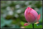 lotus001