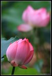 lotus002