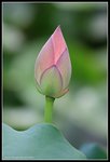 lotus004