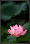 lotus005