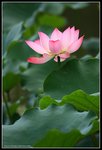 lotus006