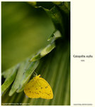 ����E���� Catopsilia scylla 10