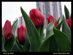 2006-03-04 ��i 065