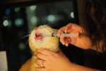 20090426gif-02