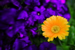 IMG_4663