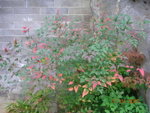 DSCN9811