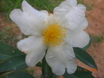 DSCN8625