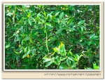 DSC_6342