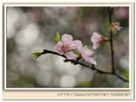 DSC_2750re