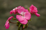 _DSC5144