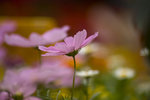 _DSC5273