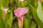 _DSC5392