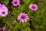 _DSC5436
