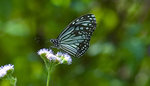 _DSC6531s