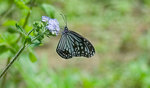 _DSC6537s