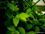 PICT204301