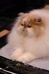 IMG_5044-s