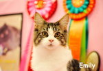 cat show_06