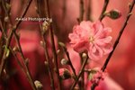 IMG_1826