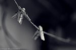 IMG_0101