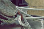 IMG_3892
