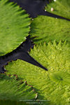 IMG_0762s