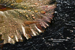 IMG_0766s