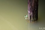 IMG_0038