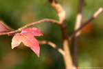 DPP_0008
