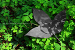 DPP_0010