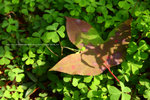 DPP_0011