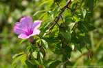 DPP_0061