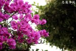 IMG_0246
