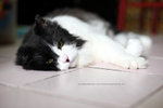 IMG_0062