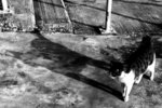 Shadow Play