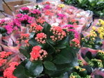 2009_0301BO
