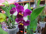 2009_0301CQ