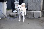 DSC_4118