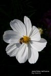 Flower Show 2009-102