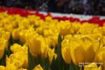 Flower Show 2009-126
