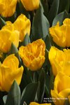 Flower Show 2009-127