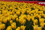 Flower Show 2009-129