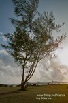 SDIM0006