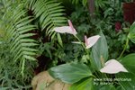 SDIM0017