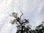 17082009998