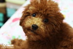 200904070005r