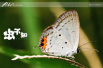 nEO_IMG_DSC08061