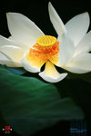 nEO_IMG_DSC02911