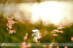 nEO_IMG_DSC09311