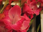 IMG_4182